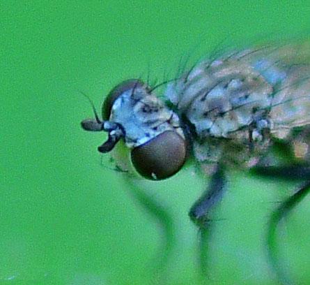 Schoenomyza litorella